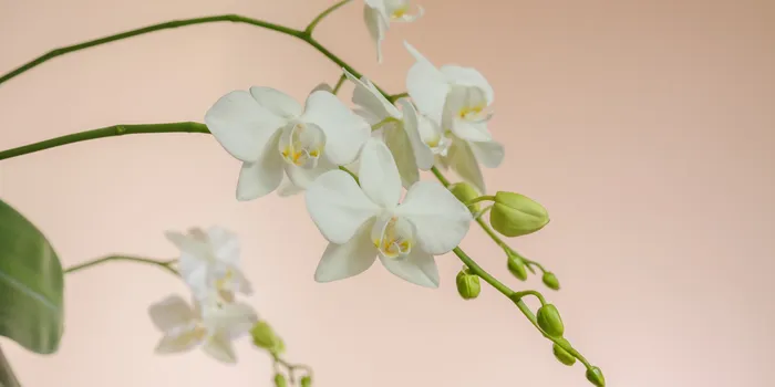 卒業式の髪飾りに生花を選ぶなら胡蝶蘭｜上品で洗練された和装スタイルに