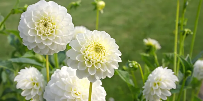 卒業式の髪飾りに生花を選ぶならダリア｜存在感のある華やかな主役花