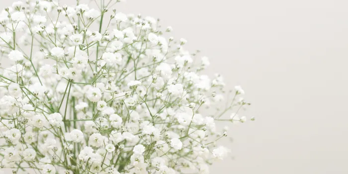 卒業式の髪飾りに生花を選ぶならかすみ草｜ナチュラルでやさしい雰囲気に