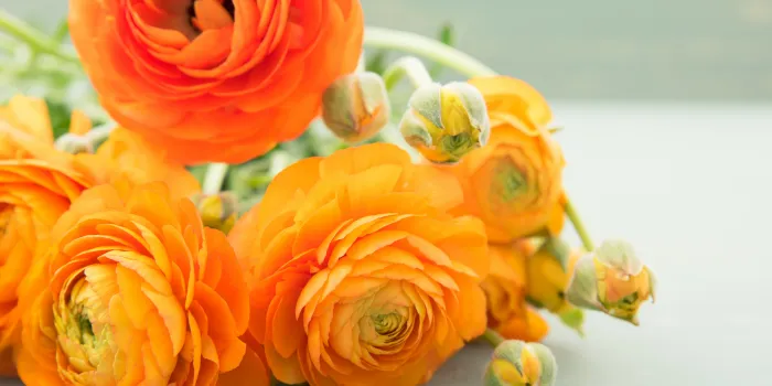 卒業式の髪飾りに生花を選ぶならラナンキュラス｜柔らかくロマンチックな印象